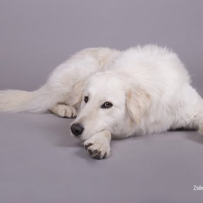 kutya fotózás kutyafotós